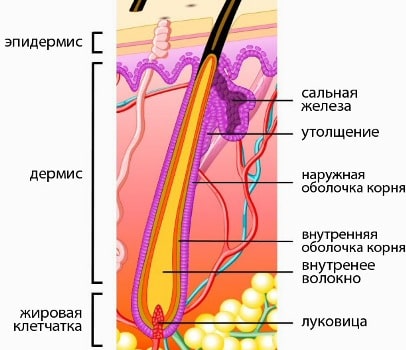 состав волоса